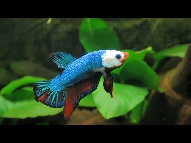 Guía básica para montar el acuario ideal para peces betta