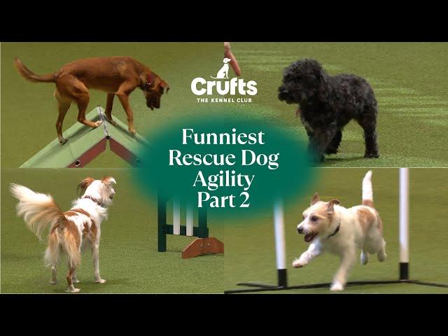 Adorable Pups Take on Agility  | Part 2