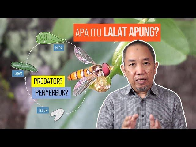 BIOLOGI LALAT APUNG, PREDATOR KUTU AFID YANG HANDAL