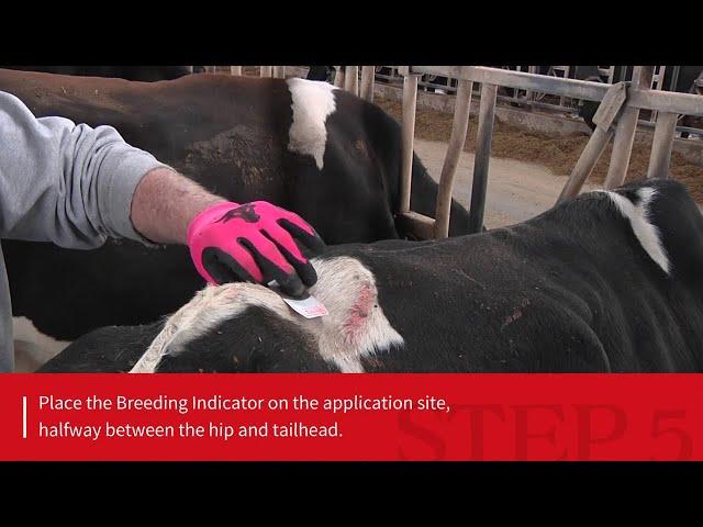 How to apply the ESTROTECT™ Breeding Indicator | ESTROTECT