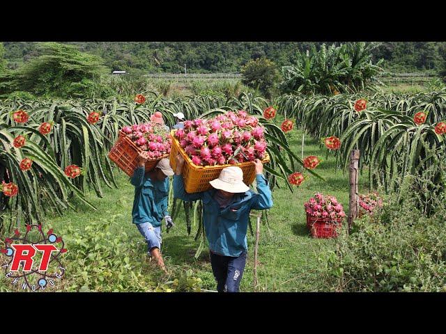 MODERN AGRICULTURE OF DRAGONS FRUITING ALL YEARS WITHOUT KNOWING SEASONS IN VIETNAM