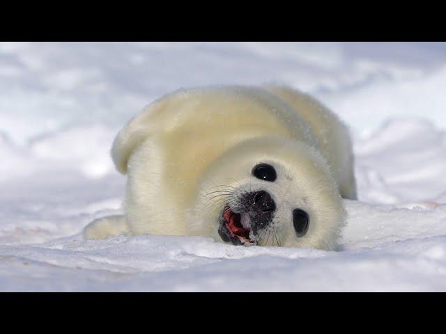 A newly born baby seal, rolling around. They are  dyed yellow by  mother's amniotic fluid.