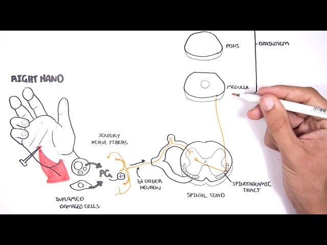 PAIN! Physiology - The Ascending Pathway, Descending Pain Pathway and the Substantia Gelatinosa