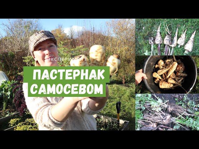 ПАСТЕРНАК / Свои семена, самосев, подзимний посев, урожай с двух разных огородов