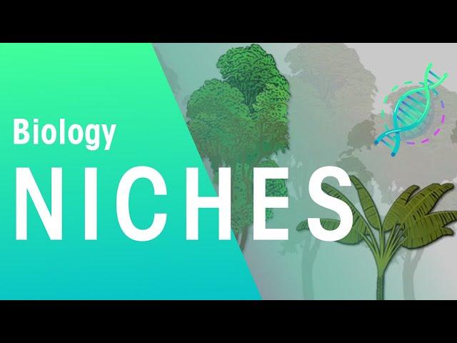 What Is A Niche? | Ecology & Environment | Biology | FuseSchool