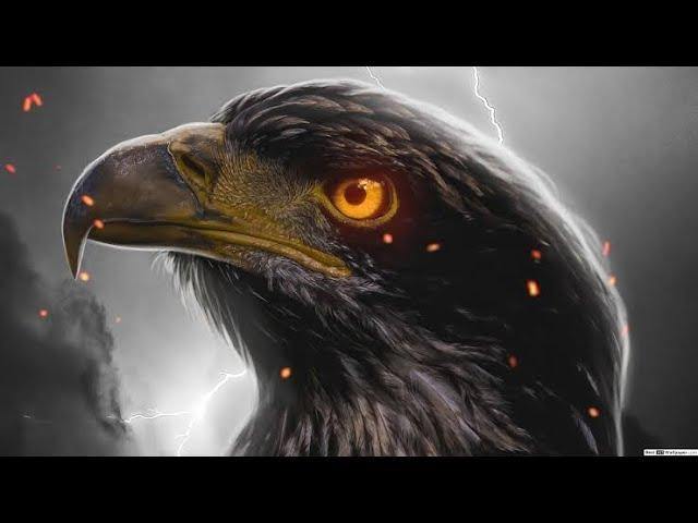 Eagle Eye 3D Animation Intro After Effect | No Copyright | No Text.