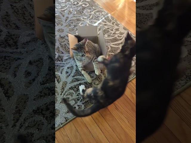 Mila vs Bella: Box Edition