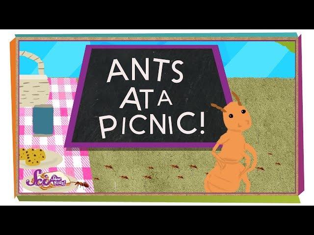 How Do Ants Find Food? | Animal Science for Kids