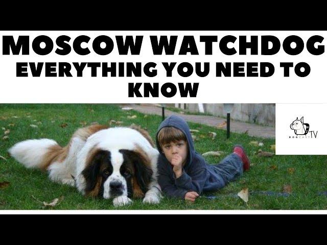 Moscow Watchdog (Moscow Guard Dog) - Everything you need to know!  DogCastTV!