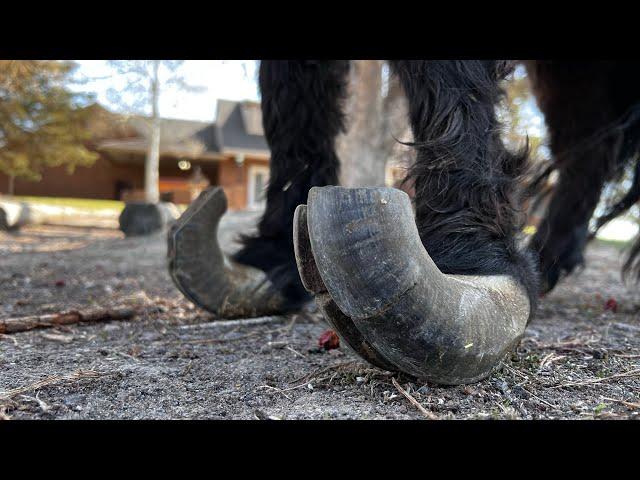 RESCUE Pony Hoof TRIM