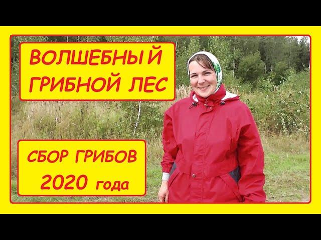 Волшебный грибной лес. Удачный поход за грибами. Сбор грибов 2020 года сентябрь.