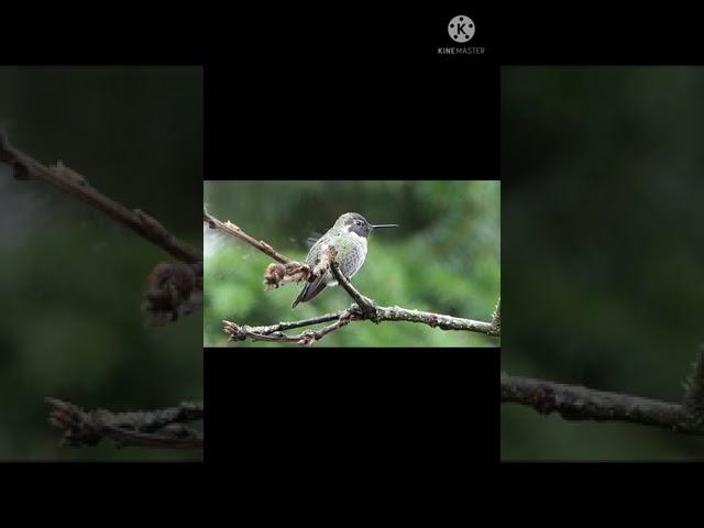 HUMMINGBIRD #BEAUTIFULBIRD#COLOURFULBIRD#shorts#MOJOJOJO REACTION #