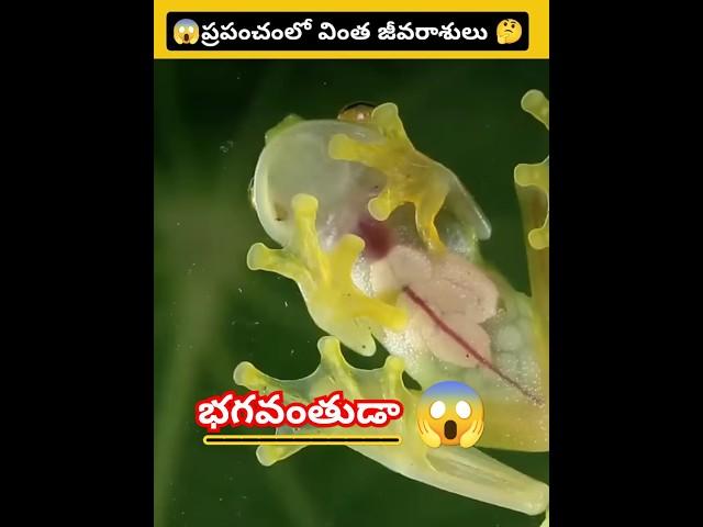 Unique Creatures  in the world  వింత జీవరాశులు  #intrestingfacts