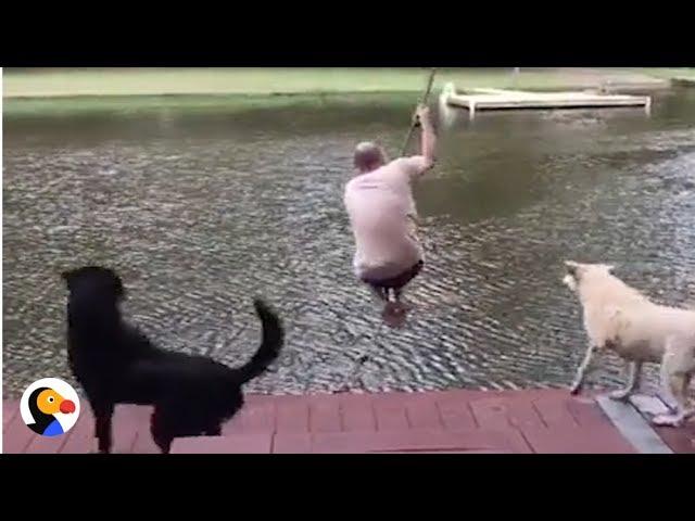 Dogs Jump Into Lake To 'Rescue' Dad | The Dodo