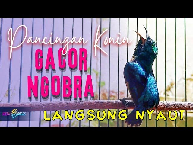 PANCINGAN KONIN GACOR NGOBRA | PANCINGAN KONIN AGAR BUNYI GACOR