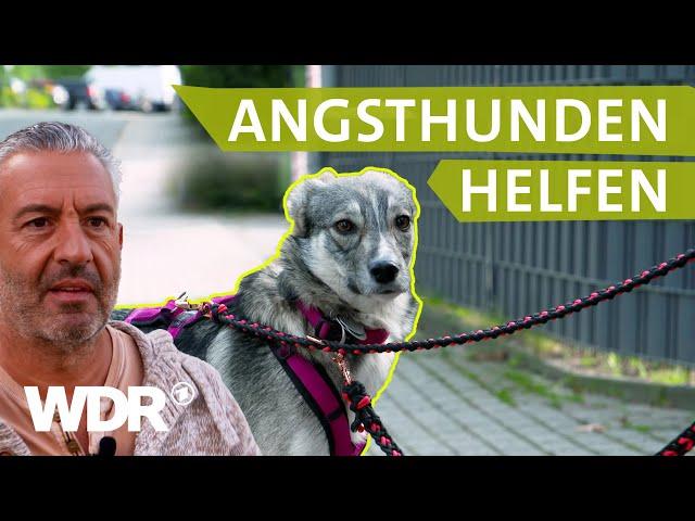 Dem Hund draußen Sicherheit geben und Grenzen setzen | Hunde verstehen | S05/E02 | WDR