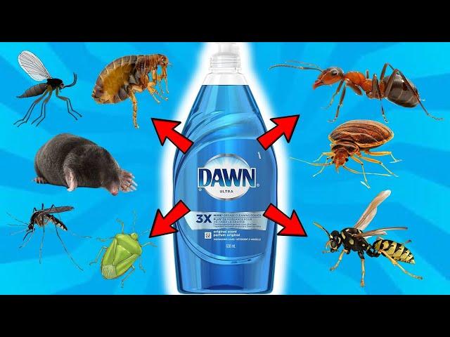 DAWN DISH SOAP: Ultimate Pest Control For BEDBUGS, ANTS, GNATS, FLEAS, BUGS, WASPS, MOLES, MOSQUITO