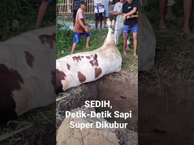 Detik-Detik Sapi Super dikubur. Dampak PMK #trending #trendingshorts #cow ternak sapi