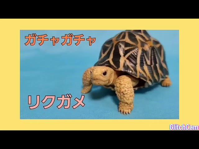 動物フィギュア　ガチャガチャ　リクガメ(陸亀)　インドホシガメ　ギリシャリクガメ亀(カメ)のおもちゃ