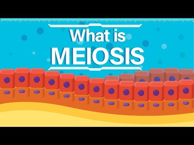 What is Meiosis? | Animated Explanation