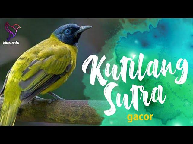 Black-headed Bulbul Sound, Song Bird Call, Bird Calling Chirps, Lissen Birds Vocalization Melody