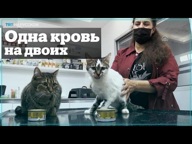 В Турции провели переливание крови от кошки кошке