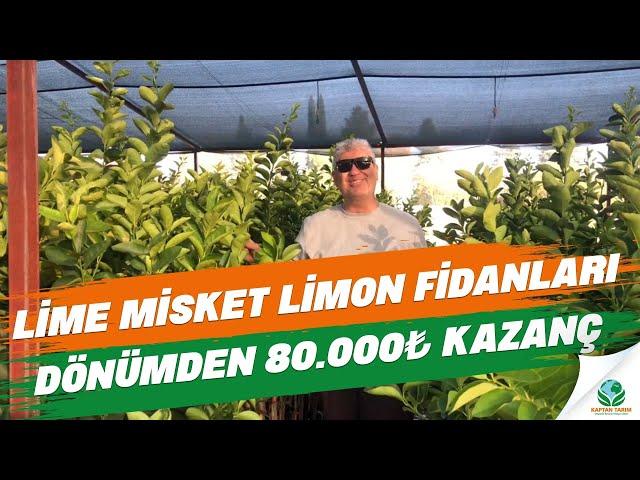 Lime Misket Limon Fidanları | DÖNÜMDEN 80.000₺ SÜPER KAZANÇ