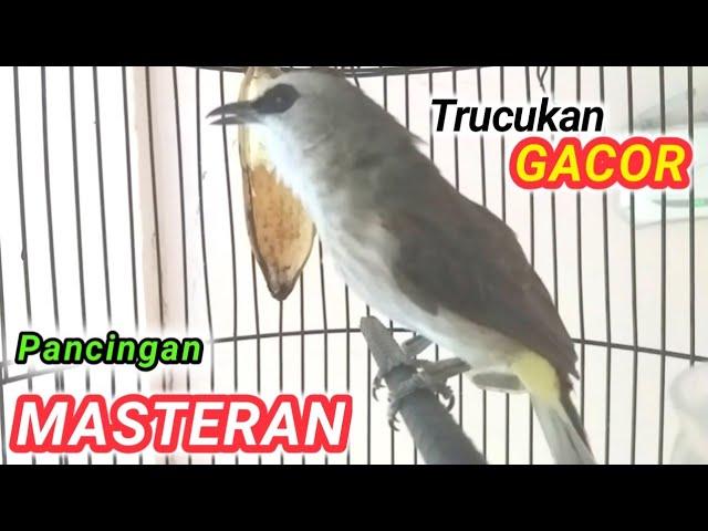 Masteran dan Pancingan TRUCUKAN GACOR sebagai perangsang burung trucukan setiap hari