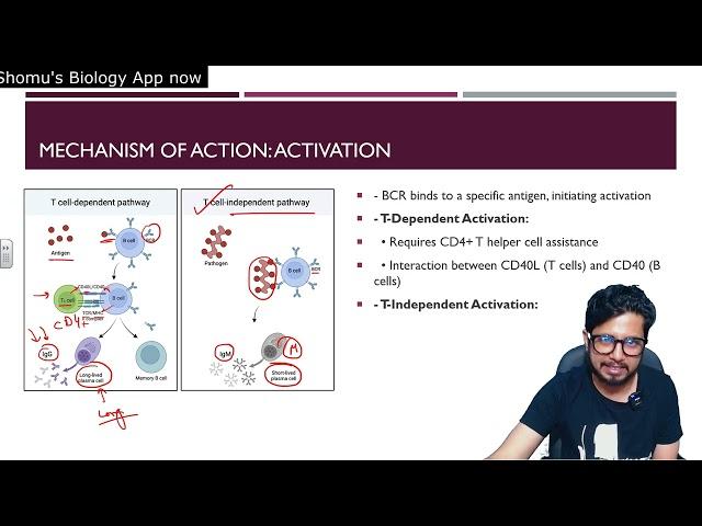 B cells maturation activation and differentiation | Shomu's Biology