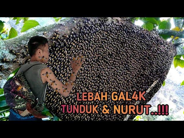 Cara Hipnotis Lebah Gal4k Tunduk dan Jinak Sama Kita, Ribuan Tawon Liar Pasrah di Panen Madunya!!