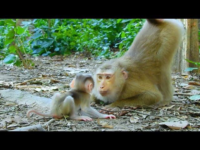 WOW! The best video, Mom Monkey Flora is teaching her baby to walk, looks so lovely.