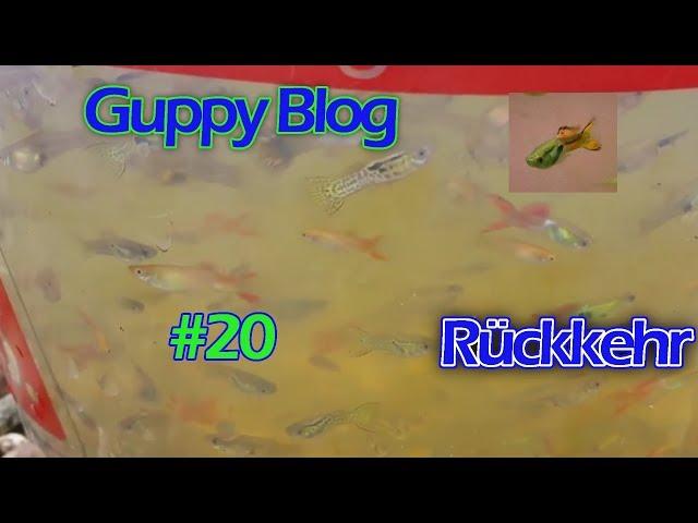 Guppy Blog Folge #20 | Rückkehr | Guppys vom Aquarium bis Teich 2017