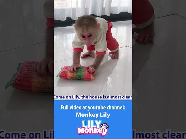 Lily helps her dad clean the house #shorts #short #monkey