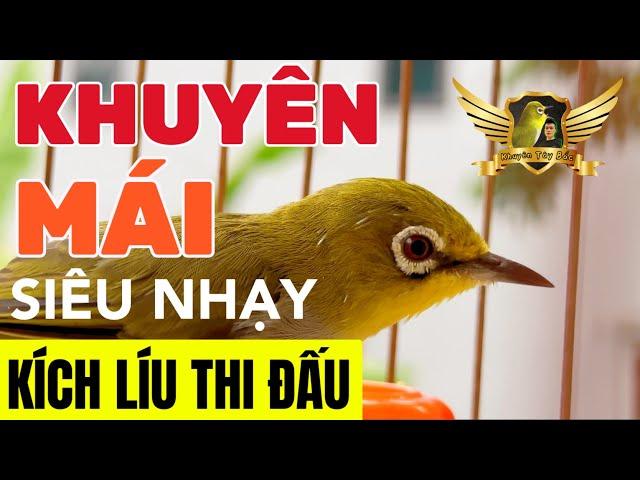 Khuyên Mái Tơ Kích LÍU THI ĐẤU - Thúc Bổi Nhanh Căng Lửa - Merangsang Nyanyian Burung - Pleci | KTB