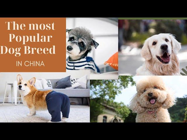Which dog breed is the most popular in China