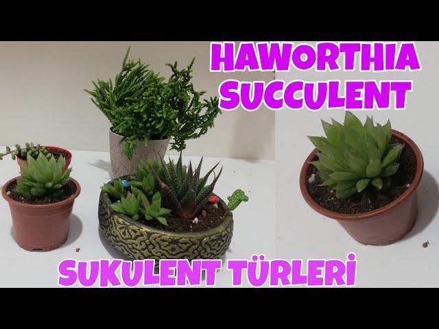 Haworthia Bakımı | Sukulent Çoğaltma | Echeveria | Sukulent Bakımı | Kök Çürümesi | Succulent