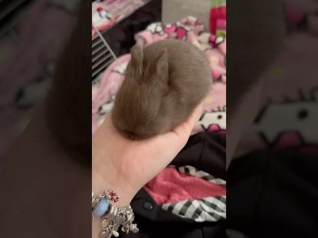 Feeding a baby bunny#bunnies#babybunny#animallover#bunnyshorts#netherlanddwarf#bunny#petbunny#pets