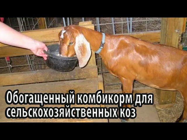 Обогащенный комбикорм для сельскохозяйственных коз