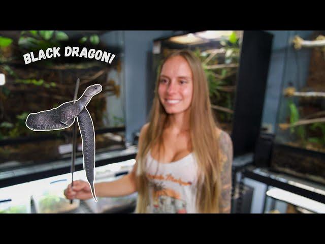 Meet Living Dragons! (Bush Viper Udate)