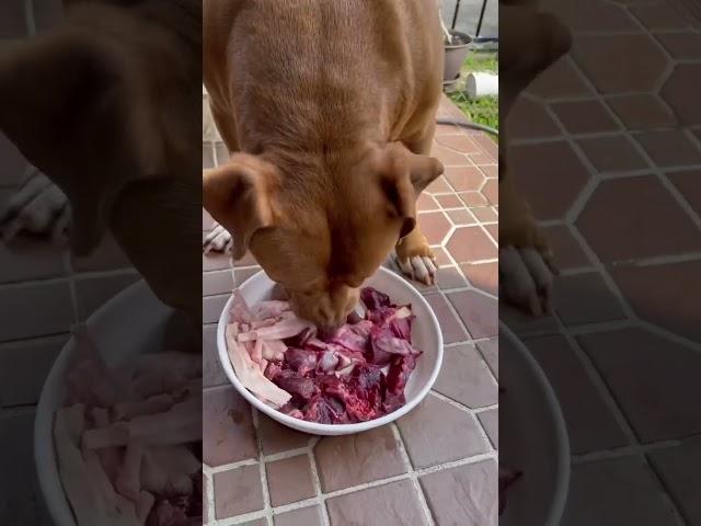 ASMR Mukbang Pitbull Eating Raw Foods