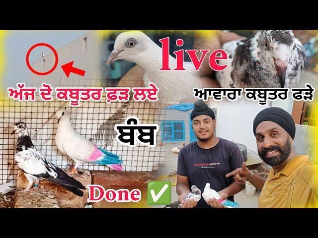 (Successfull) Bazzi To Aaya Kabooter l️ Fad Leya  || ਬਾਜੀ ਤੋਂ ਆਇਆ ਕਬੂਤਰ ️ ਫੜ ਲਿਆ  || #pigeon