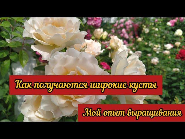 Как получить широкие кусты у роз. Мой опыт выращивания.