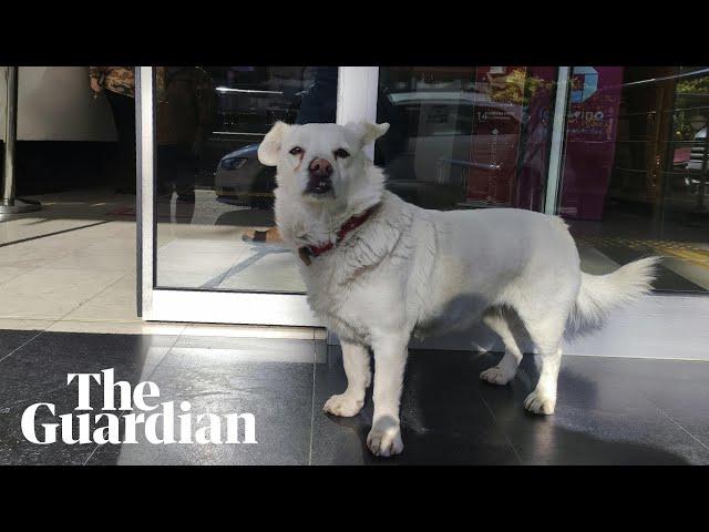 How Boncuk the dog waited days outside Turkish hospital