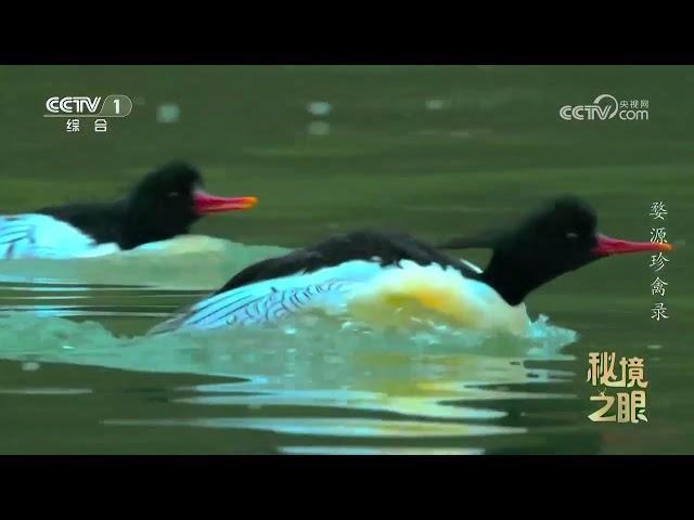 《秘境之眼》 20241227 婺源珍禽录 |  CCTV