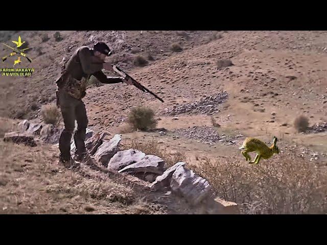 EN GÜZEL TAVŞAN AVLARI MÜKEMMEL (2022-2023 SEÇMELER) HARE HUNTS ОХОТА НА КРОЛИКА صيد الأرنب