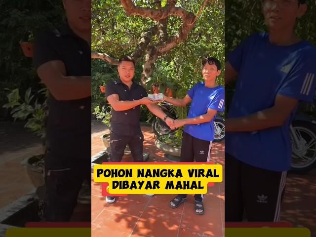 Pohon nangka viral #inspirasibonsai