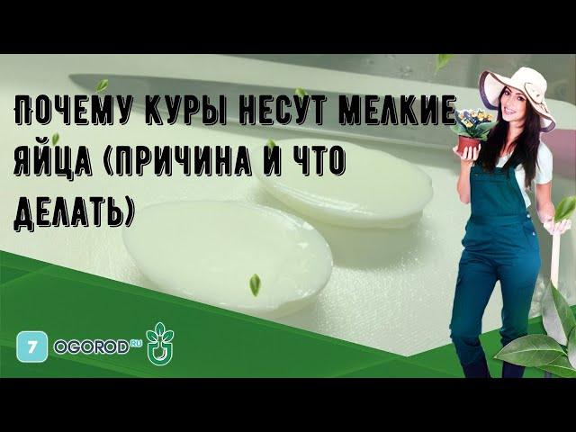 Почему куры несут мелкие яйца (причина и что делать)