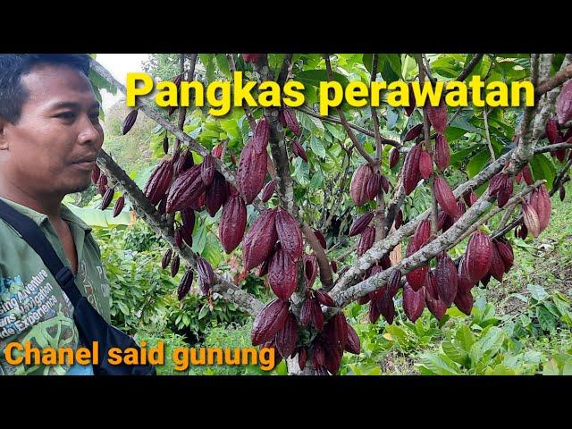 Cacao setelah pangkas berat di ketinggian 1200 mdpl#Bertani#pertanian