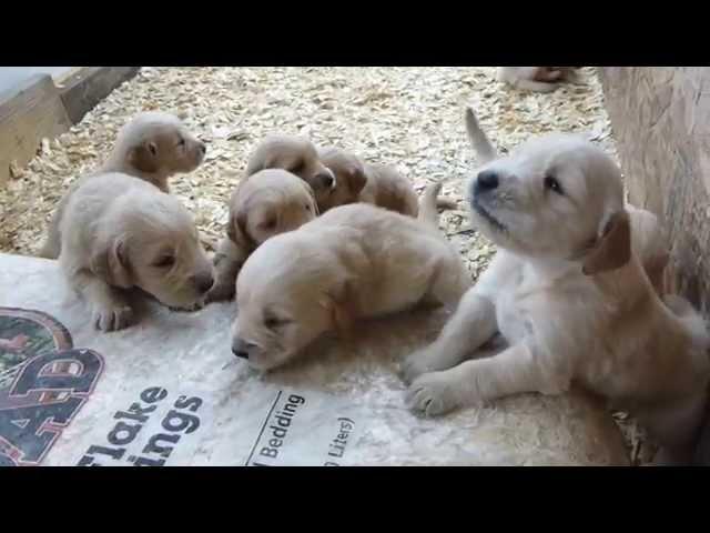 Too cute golden retriever Puppies Barking 3 weeks old