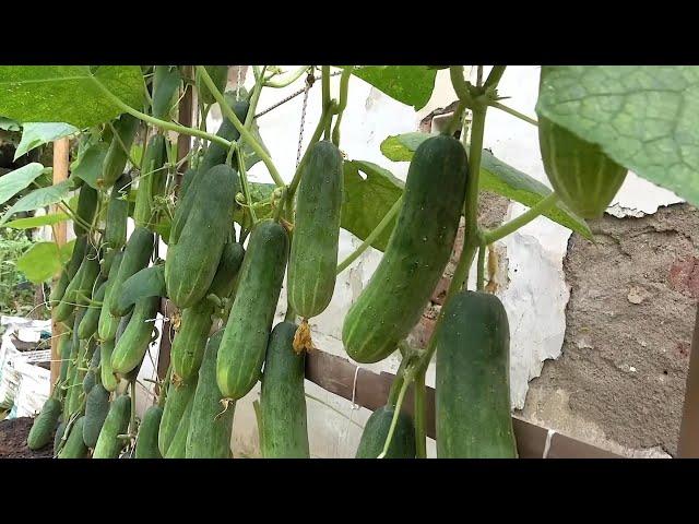 Grow cucumbers vertically with organic fertilizer from eggshells- Farm life - Easy  #healthylife1986